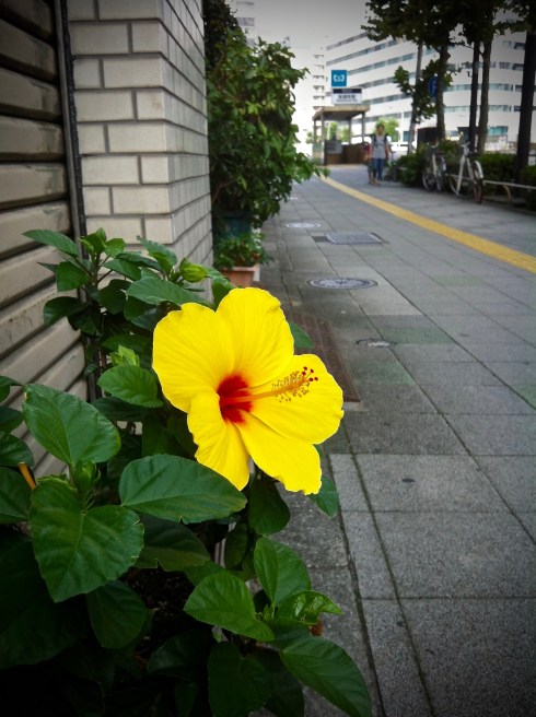 Day 5 - Tsukiji & Skinkansen - 15.jpg